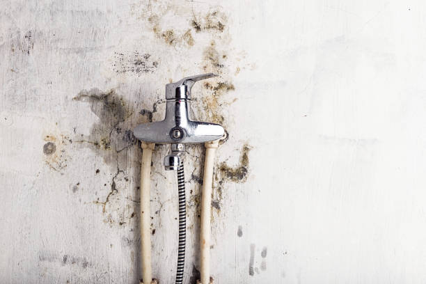 Best Black Mold Removal  in Des Plaines, IL
