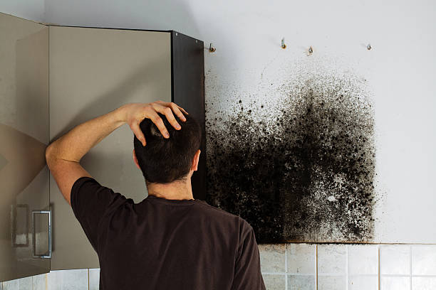 Home Mold Removal in Des Plaines, IL