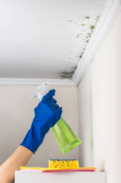 Best Toxic Mold Removal  in Des Plaines, IL